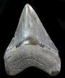 Fossil Megalodon Tooth - Serrated Blade #76547-1